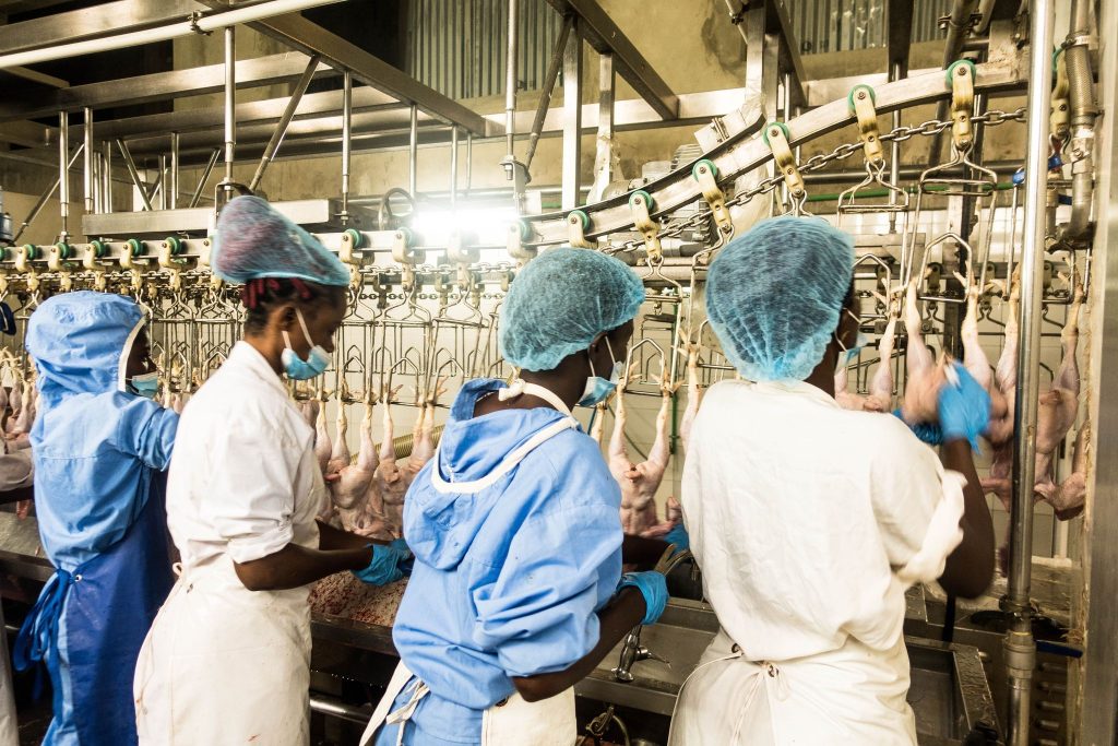 La ferme aux 14 000 poulets